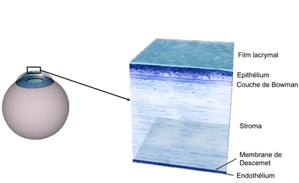 photo anatomie cornee